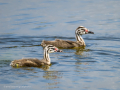 Somormujo lavanco - Podiceps cristatus - Cabussó emplomallat