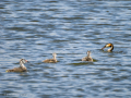 Somormujo lavanco - Podiceps cristatus - Cabussó emplomallat