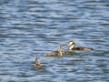 Somormujo lavanco - Podiceps cristatus - Cabussó emplomallat