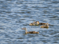 Somormujo lavanco - Podiceps cristatus - Cabussó emplomallat