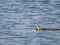 Somormujo lavanco - Podiceps cristatus - Cabussó emplomallat