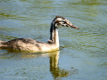 Somormujo lavanco - Podiceps cristatus - Cabussó emplomallat