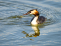 Somormujo lavanco - Podiceps cristatus - Cabussó emplomallat