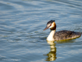 Somormujo lavanco - Podiceps cristatus - Cabussó emplomallat