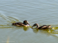 Somormujo lavanco - Podiceps cristatus - Cabussó emplomallat