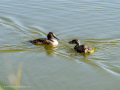 Somormujo lavanco - Podiceps cristatus - Cabussó emplomallat