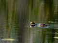 Somormujo lavanco - Podiceps cristatus - Cabussó emplomallat