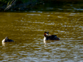 Somormujo lavanco - Podiceps cristatus - Cabussó emplomallat