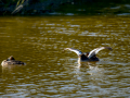 Somormujo lavanco - Podiceps cristatus - Cabussó emplomallat
