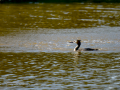 Somormujo lavanco - Podiceps cristatus - Cabussó emplomallat