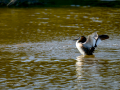 Somormujo lavanco - Podiceps cristatus - Cabussó emplomallat