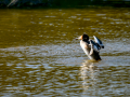 Somormujo lavanco - Podiceps cristatus - Cabussó emplomallat