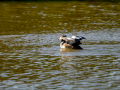Somormujo lavanco - Podiceps cristatus - Cabussó emplomallat