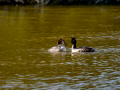 Somormujo lavanco - Podiceps cristatus - Cabussó emplomallat