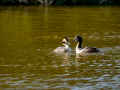 Somormujo lavanco - Podiceps cristatus - Cabussó emplomallat