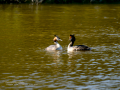 Somormujo lavanco - Podiceps cristatus - Cabussó emplomallat