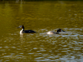 Somormujo lavanco - Podiceps cristatus - Cabussó emplomallat