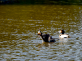 Somormujo lavanco - Podiceps cristatus - Cabussó emplomallat