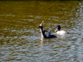 Somormujo lavanco - Podiceps cristatus - Cabussó emplomallat