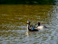 Somormujo lavanco - Podiceps cristatus - Cabussó emplomallat