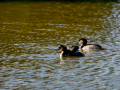 Somormujo lavanco - Podiceps cristatus - Cabussó emplomallat