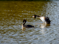Somormujo lavanco - Podiceps cristatus - Cabussó emplomallat