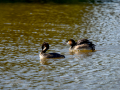 Somormujo lavanco - Podiceps cristatus - Cabussó emplomallat