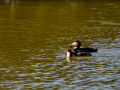 Somormujo lavanco - Podiceps cristatus - Cabussó emplomallat