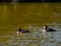 Somormujo lavanco - Podiceps cristatus - Cabussó emplomallat