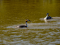 Somormujo lavanco - Podiceps cristatus - Cabussó emplomallat