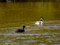 Somormujo lavanco - Podiceps cristatus - Cabussó emplomallat