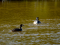 Somormujo lavanco - Podiceps cristatus - Cabussó emplomallat