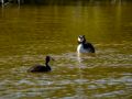 Somormujo lavanco - Podiceps cristatus - Cabussó emplomallat