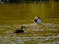 Somormujo lavanco - Podiceps cristatus - Cabussó emplomallat