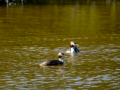 Somormujo lavanco - Podiceps cristatus - Cabussó emplomallat