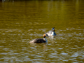 Somormujo lavanco - Podiceps cristatus - Cabussó emplomallat