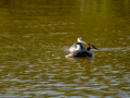 Somormujo lavanco - Podiceps cristatus - Cabussó emplomallat