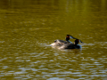 Somormujo lavanco - Podiceps cristatus - Cabussó emplomallat