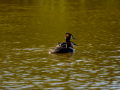 Somormujo lavanco - Podiceps cristatus - Cabussó emplomallat