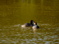 Somormujo lavanco - Podiceps cristatus - Cabussó emplomallat