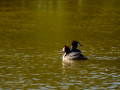 Somormujo lavanco - Podiceps cristatus - Cabussó emplomallat