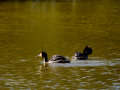 Somormujo lavanco - Podiceps cristatus - Cabussó emplomallat