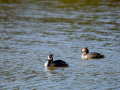 Somormujo lavanco - Podiceps cristatus - Cabussó emplomallat
