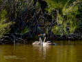 Somormujo lavanco - Podiceps cristatus - Cabussó emplomallat
