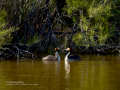 Somormujo lavanco - Podiceps cristatus - Cabussó emplomallat