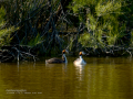 Somormujo lavanco - Podiceps cristatus - Cabussó emplomallat