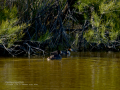Somormujo lavanco - Podiceps cristatus - Cabussó emplomallat
