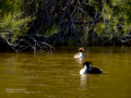 Somormujo lavanco - Podiceps cristatus - Cabussó emplomallat