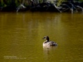 Somormujo lavanco - Podiceps cristatus - Cabussó emplomallat