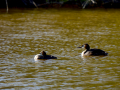 Somormujo lavanco - Podiceps cristatus - Cabussó emplomallat